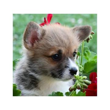 Velski korgi/Welsh Corgi Pembroke