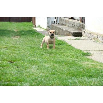 Juznoafricki Mastif, Boerboel
