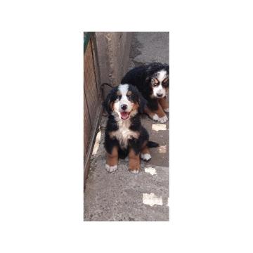 Štenci Bernskog planinskog psa  