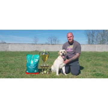 Labrador štenci i Tartufari