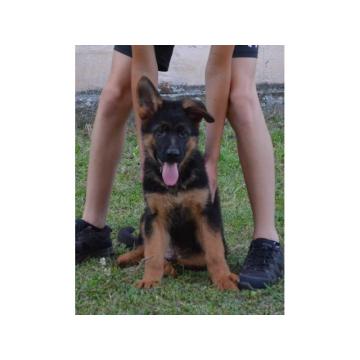 Nemački Ovčar štenci od vrhunskih roditelja 