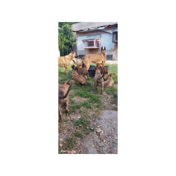 Belgijski ovčar Malinoa štenci