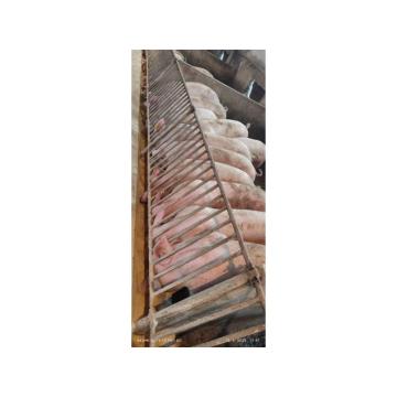 Nazimice Veliki Joksir