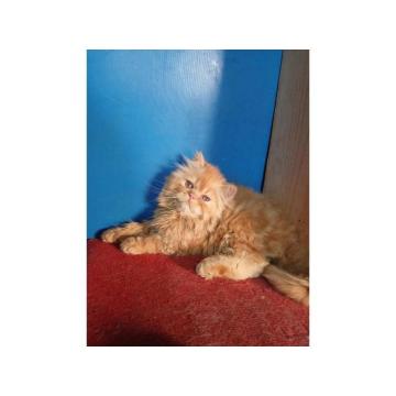 Persijski macici na prodaju, raznih boja 