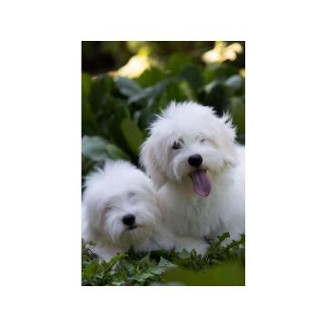 Coton de Tulear   