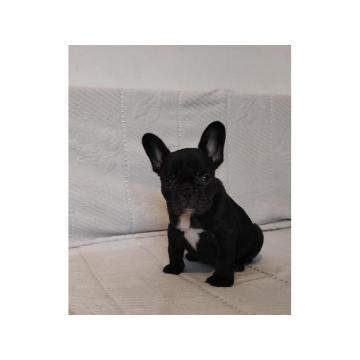 Francuski buldog  
