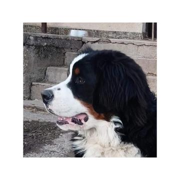 Bernski planinski pas 