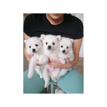 Nemački špic, pomeranac