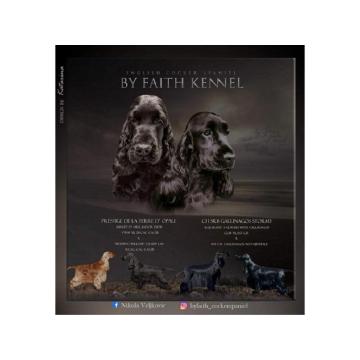 Engleski koker spanijel 