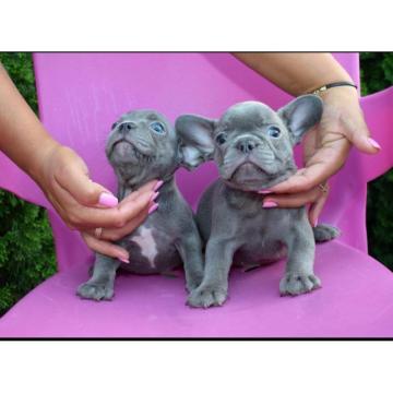 Francuski buldozi egzotični 