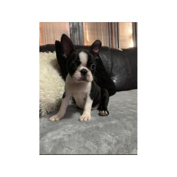 Bostonski terijer 