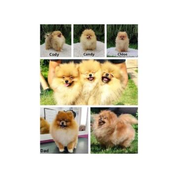 Pomeranaci, vrhunsko leglo 