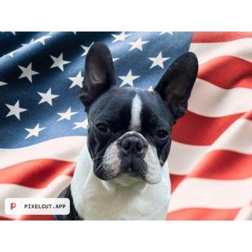 Boston terijer, crni mužijak   