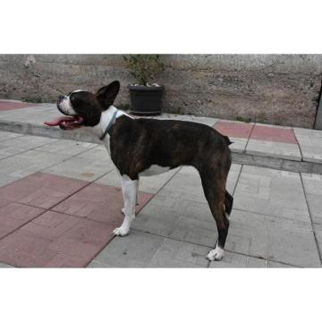 Boston terijer, prelepa ženkica