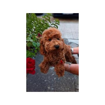 PATULJASTA PUDLA stene 