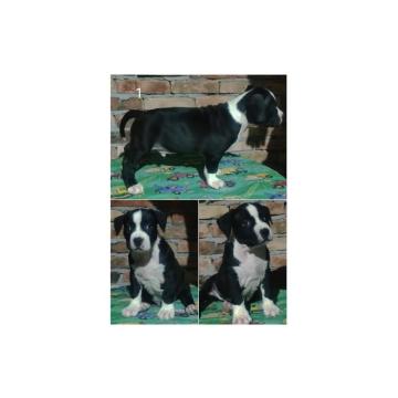 Američki staford terijer  