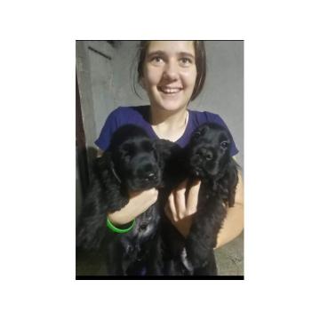 Engleski koker španijel 