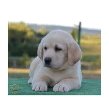 Labrador retriver 