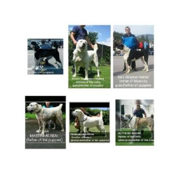 Srednjeazijski ovčar 