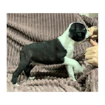 Boston terijer, štenci 