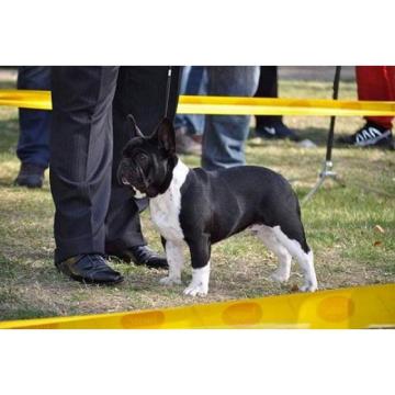Francuski buldog, spreman za parenje 