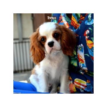 Stenci Cavaliera King Charles španijela  