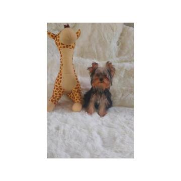 Jorkširski terijeri minijaturni 