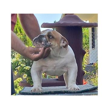 Engleski buldog, POVOLJNO 