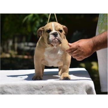 Fantasticna legla ENGLESKIH BULDOGA 