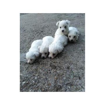 Maltezer, prelepi stenci 