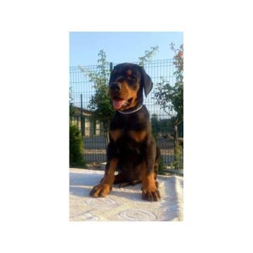 DOBERMAN stenad 