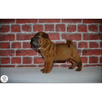 Shar Pei leglo 