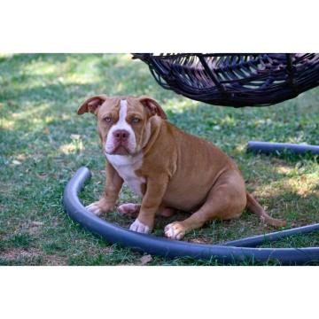 Američki Buli / American Bully Pocket štenci