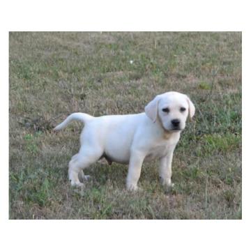 Labrador retriver 
