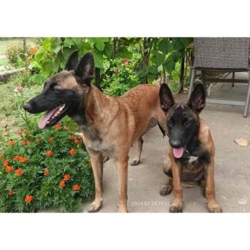 Belgijski Ovcar - Malinoa, stenci muski u ponudi, 