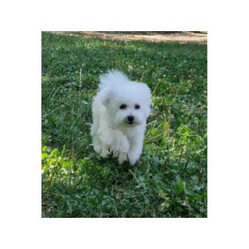 Stene bisona,zenka,na prodaju