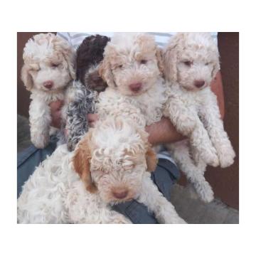 Lagotto romagnolo stenci. 