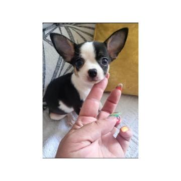 Čivava ekstra mini štenci 