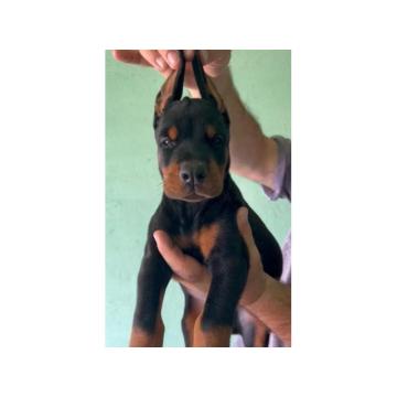 Doberman štenci