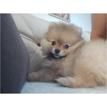 POMERANAC zenkica na prodaju 