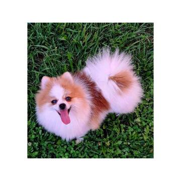 Pomeranac na prodaju