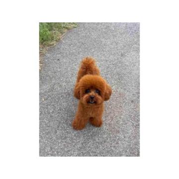 Toy i Teddy Bear Pudle