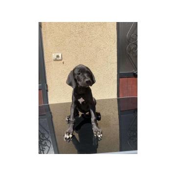 Na prodaju štenad srpskog odbrambenog psa – Ruma, Srbija 