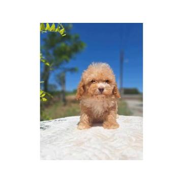 Toy i patuljaste pudle, tri mužjaka, 