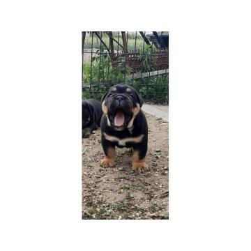 Engleski Buldog muško štene