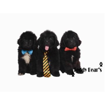 Izuzetno kvalitetni stenci Njufaundlendera traze novi dom 