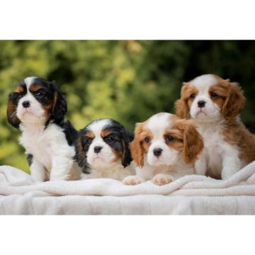 CAVALIER KING CHARLES  spaniel štenci   