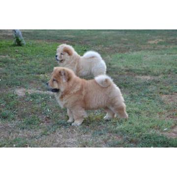 Na prodaju chow chow stenci, zenkice  