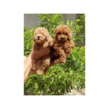 Toy pudle, stenci sa slika spremni za preuzimanje. 