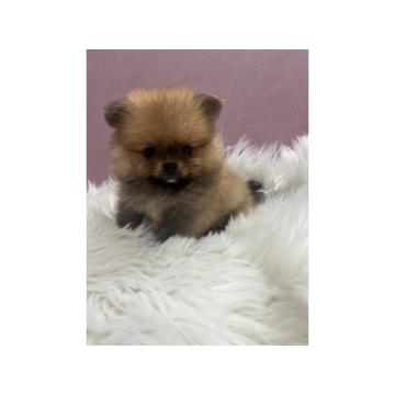 Pomeranac BOO medvedići